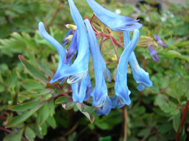 Corydalis flexuosa Helmbloem