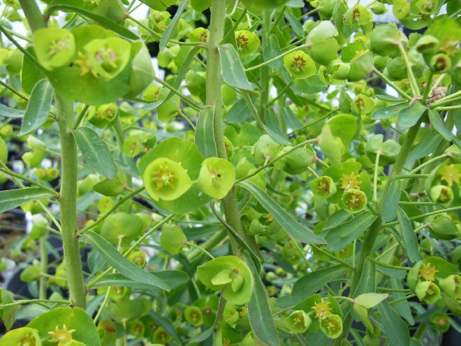 Euphorbia characias 'Forescate' (syn. Euphorbia 'Forescate') Wolfsmelk