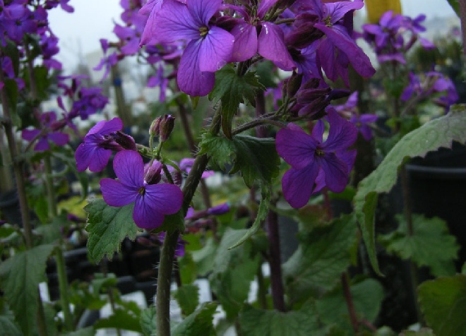 Lunaria annua Judaspenning
