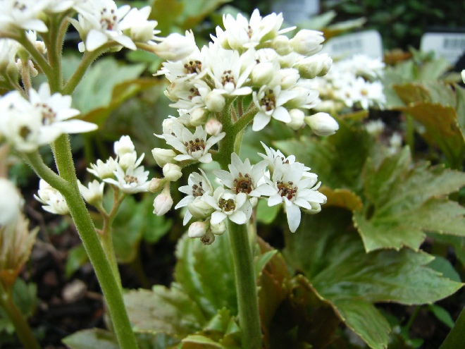 Mukdenia rossii (syn. Aceriphyllum rossii) 