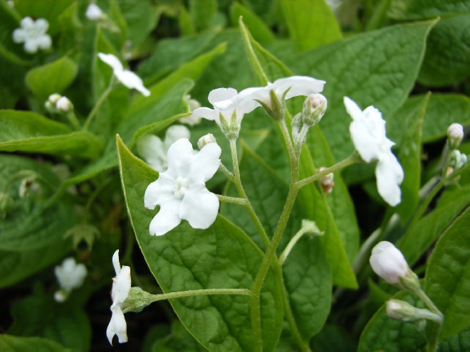 Omphalodes verna 'Alba' Onschuld