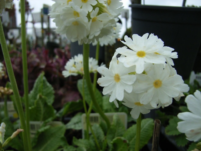 Primula denticulata 'Alba' sleutelbloem, bolprimula