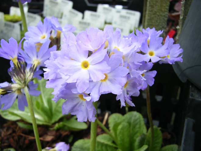 Primula denticulata 'Cashmeriana' sleutelbloem, bolprimula