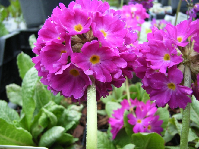 Primula denticulata 'Rubin' Sleutelbloem, Bolprimula