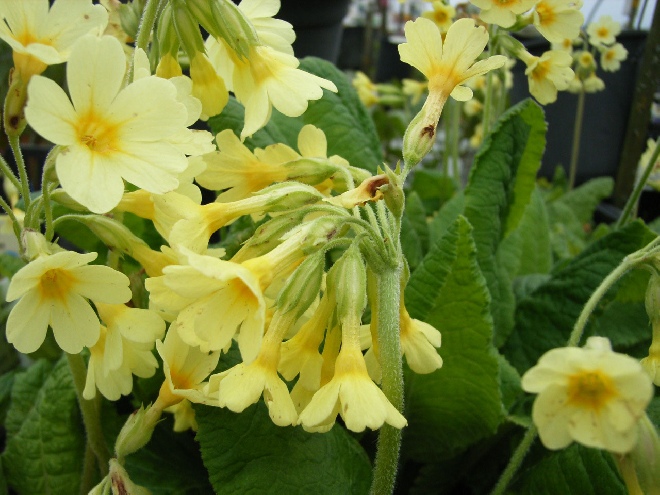 Primula elatior Slanke Sleutelbloem
