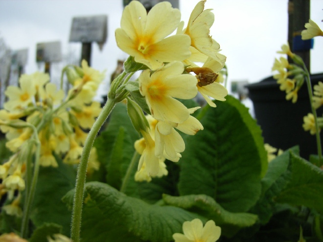 Primula veris Gulden sleutelbloem