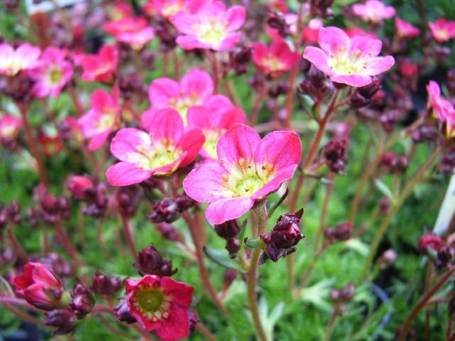 Saxifraga 'Peter Pan'  Mossteenbreek
