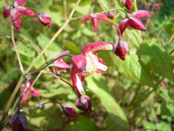 Epimedium rubrum Elfenbloem