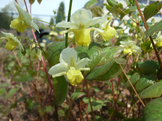 Epimedium versicolor 'Sulphureum' Elfenbloem