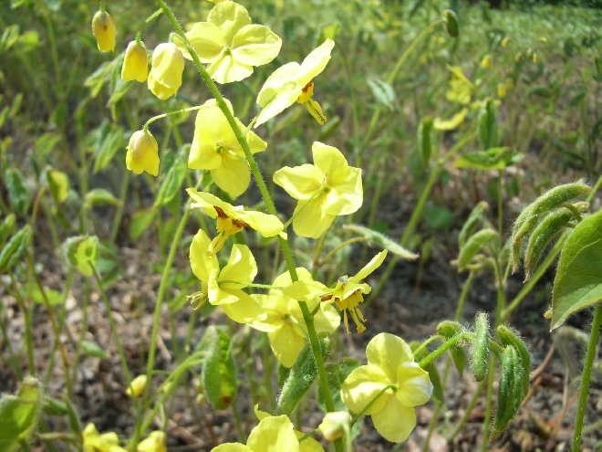 Epimedium pinnatum subsp. colchicum Elfenbloem