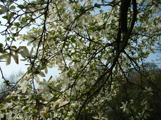 Magnolia kobus Beverboom, Valse Tulpenboom