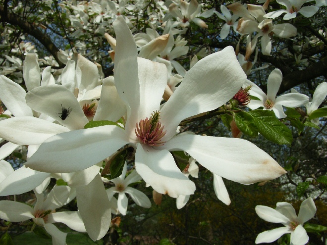 Magnolia kobus Beverboom, Valse Tulpenboom