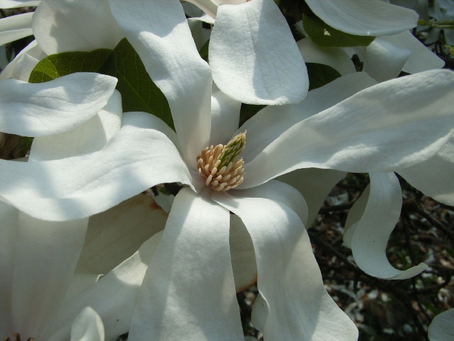 Magnolia loebneri 'Merrill' Beverboom, Valse Tulpenboom