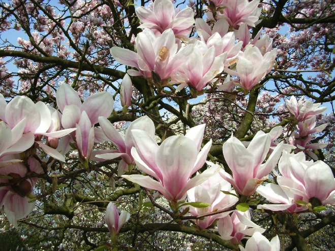 Magnolia soulangeana Beverboom, Valse tulpenboom