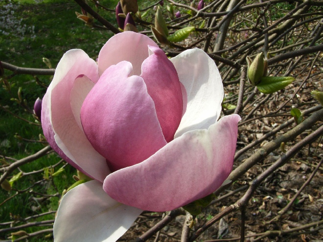 Magnolia soulangeana 'Lennei' Beverboom, Valse tulpenboom