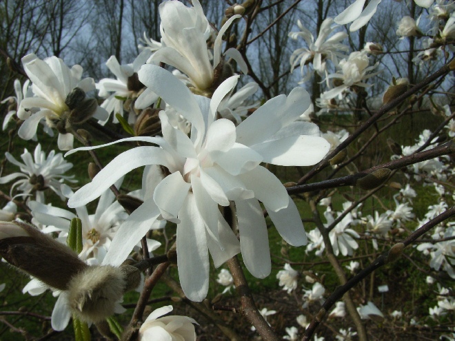 Magnolia stellata Beverboom, Valse tulpenboom, Stermagnolia