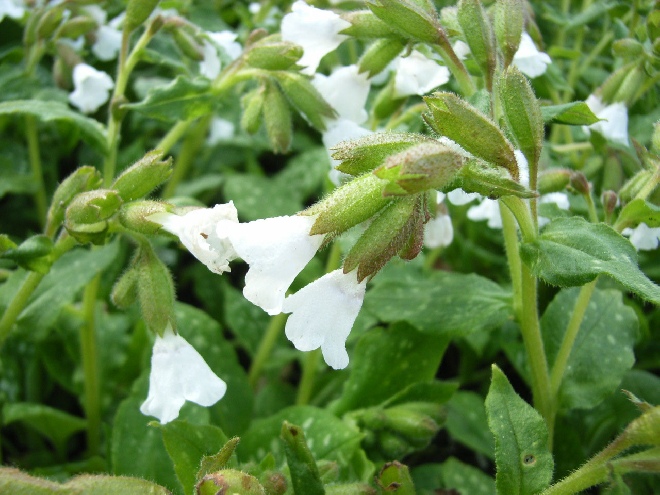 Pulmonaria officinalis 'Sissinghurst White' Gevlekt Longkruid