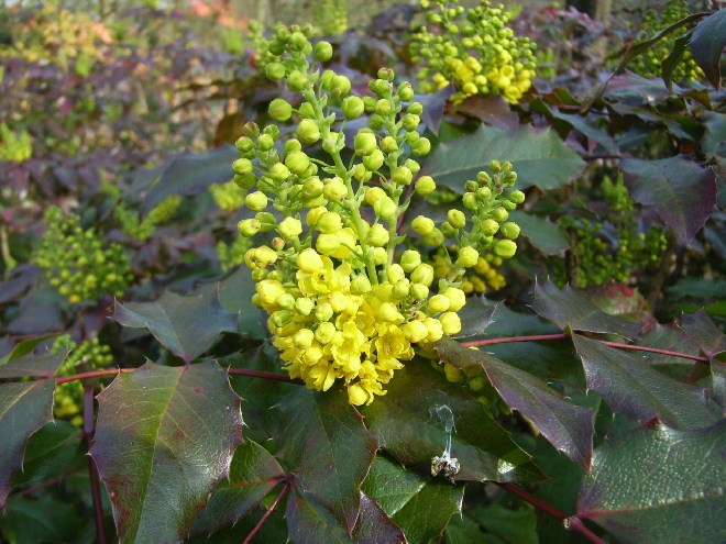 Mahonia aquifolium 'Atropurpurea' mahoniestruik