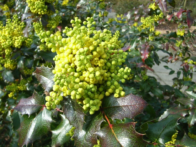 Mahonia wagneri 'Pinnacle' Mahoniestruik