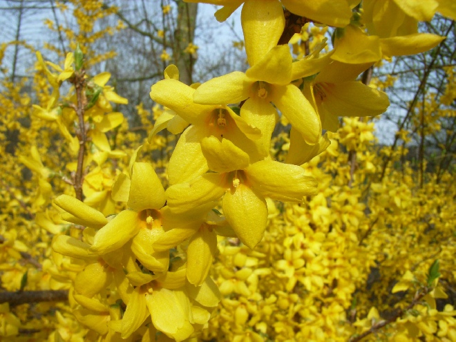 Forsythia intermedia 'Spectabilis' Chinees klokje