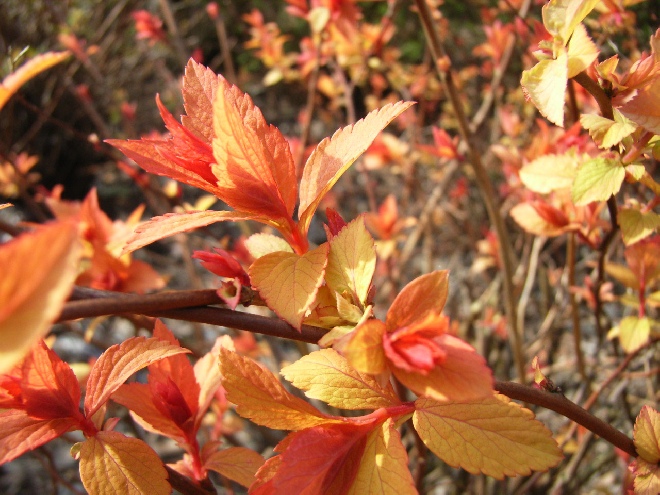 Spiraea japonica 'Golden Princess' Spierstruik