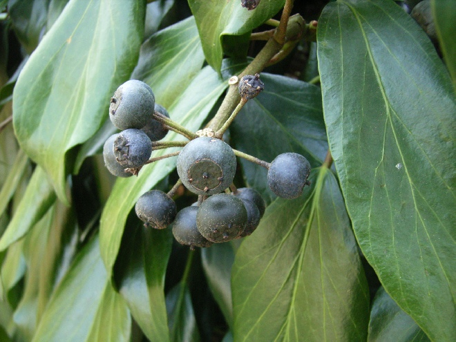 Hedera colchica 'Fall Favourite' (syn. 'Arborescens') Struikklimop, Perzische Klimop