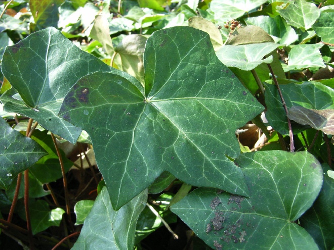 Hedera hibernica Ierse Klimop