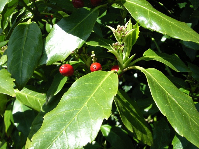Aucuba japonica Japanse Broodboom