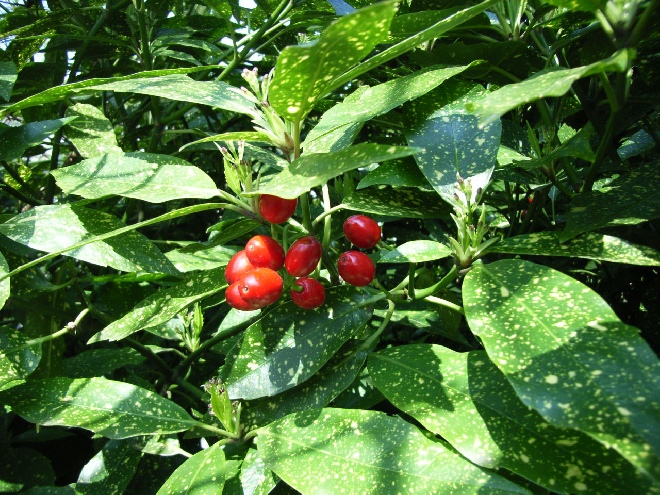 Aucuba japonica 'Golden King' Japanse broodboom