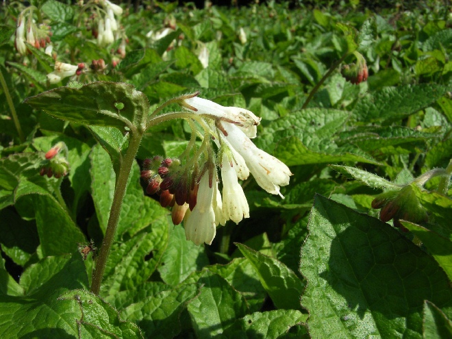 Symphytum grandiflorum (syn. S. ibericum) Smeerwortel