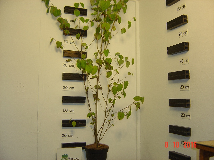 Cercidiphyllum japonicum  struikkatsuraboom