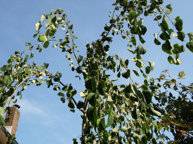 Cercidiphyllum japonicum 'Pendulum' Katsuraboom
