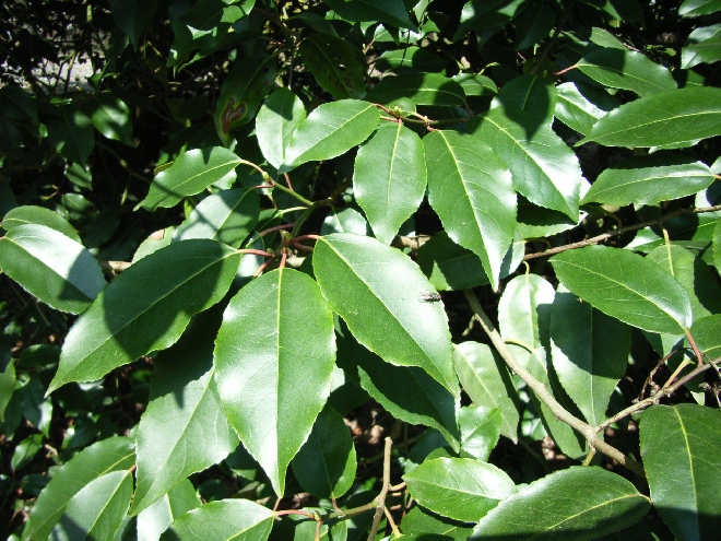 Prunus lusitanica Breedbladige Portugese laurierkers