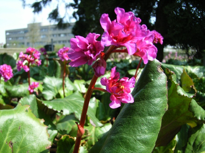 Bergenia 'Abendglut' Schoenlappersplant