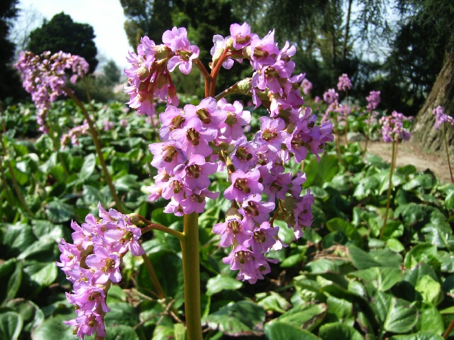 Bergenia cordifolia Schoenlappersplant