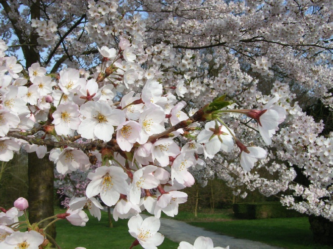 Prunus yedoensis Sierkers, Yoshinokers