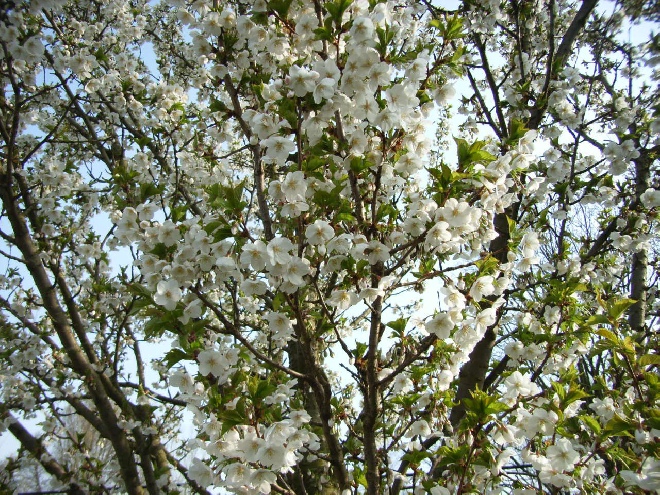 Prunus 'Umineko' Zuilvormige Sierkers