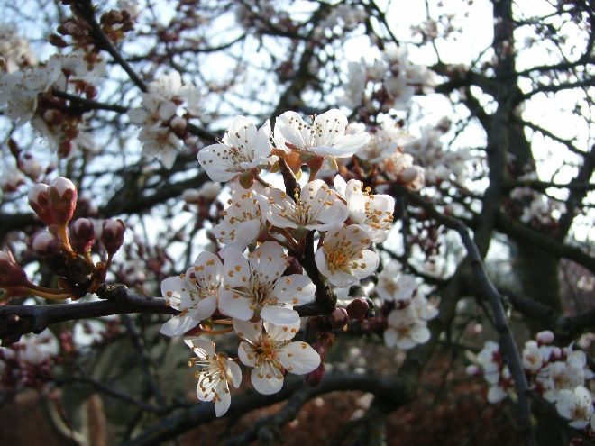 Prunus 'Trailblazer' Sierpruim