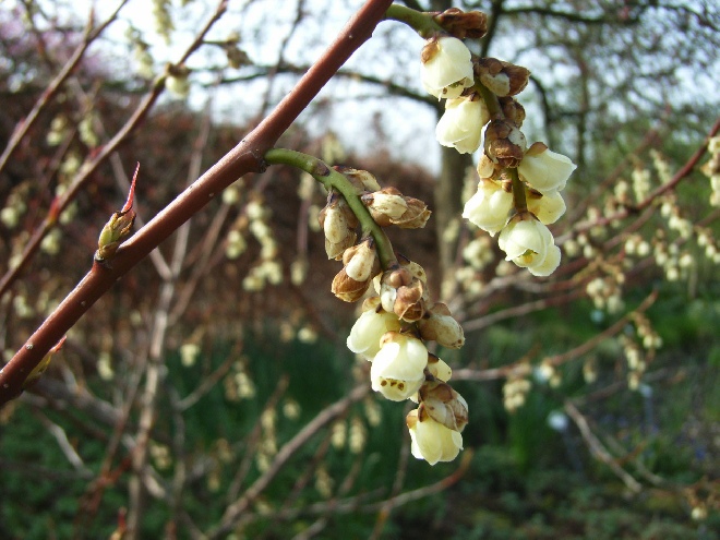 Stachyurus praecox staartaar