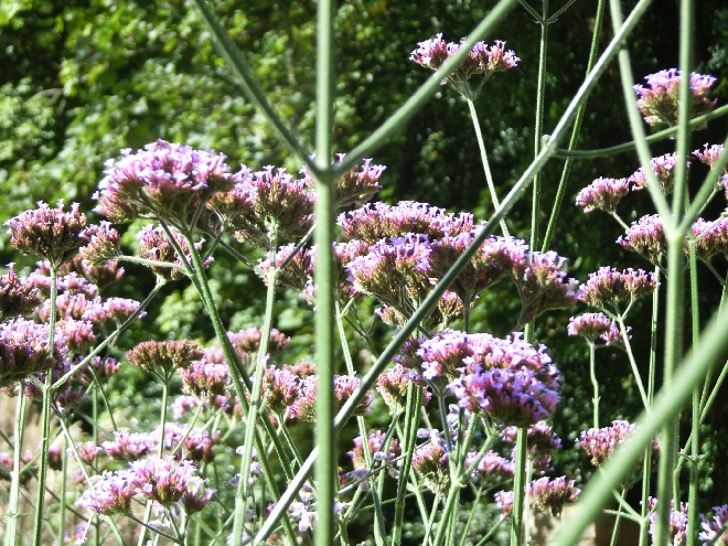 Verbena bonariensis (syn. Verbena patagonica) IJzerhard