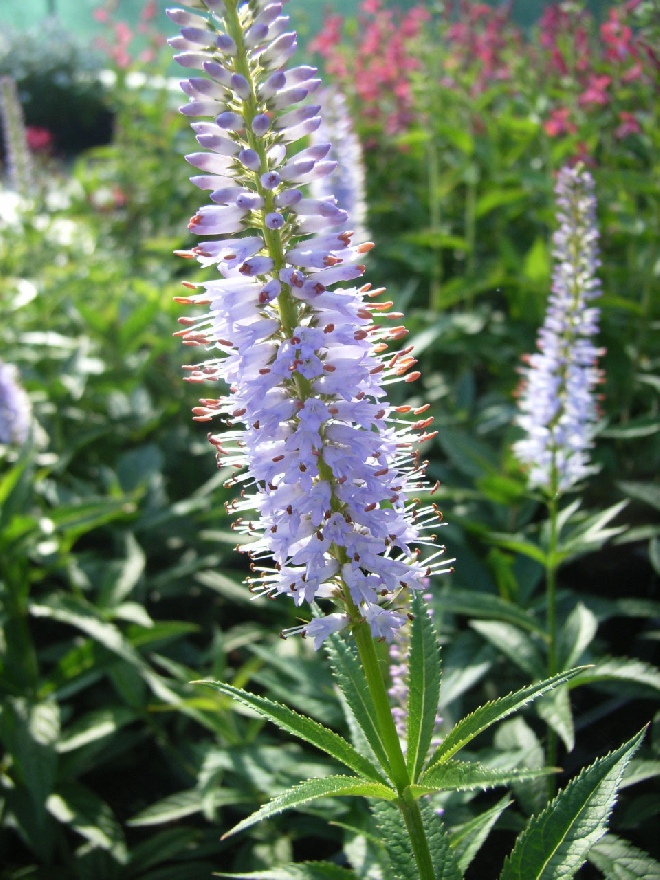 Veronicastrum virginicum 'Album' (syn. Veronica virginica 'Alba') Virginische Ereprijs