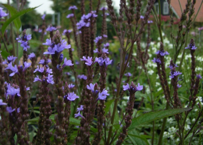 Verbena hastata IJzerhard