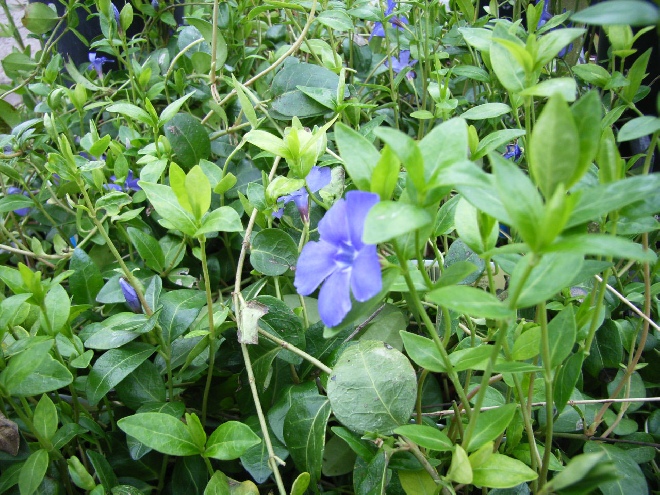 Vinca minor Blauwe Maagdenpalm