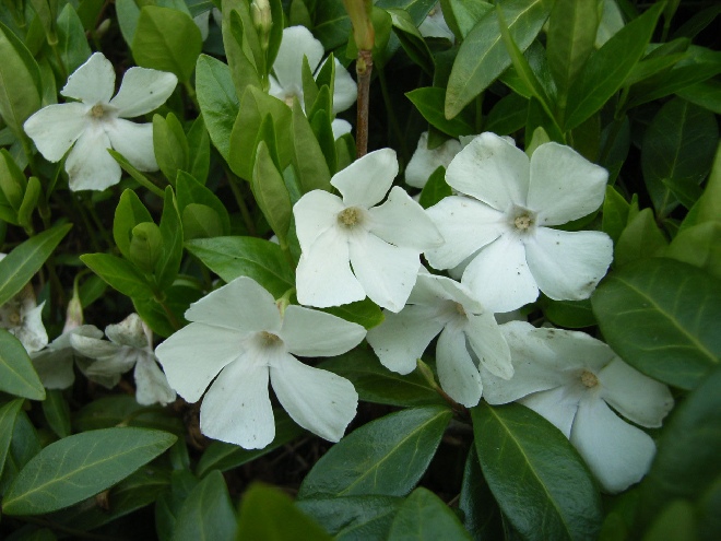 Vinca minor 'Alba' Witte Maagdenpalm