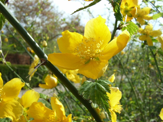 Kerria japonica Ranonkelstruik