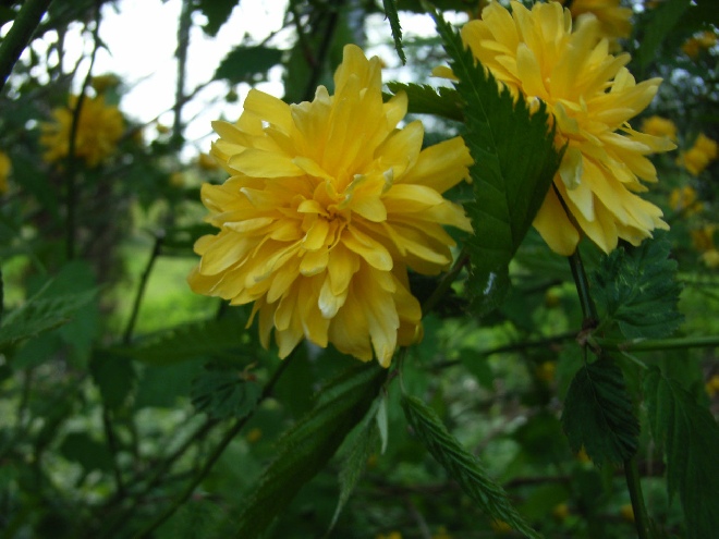 Kerria japonica 'Pleniflora' Ranonkelstruik