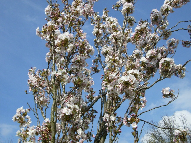 Prunus serrulata 'Amanogawa' Japanse sierkers, Zuilprunus