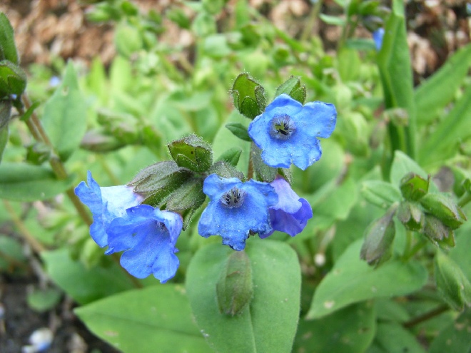 Pulmonaria angustifolia Longkruid