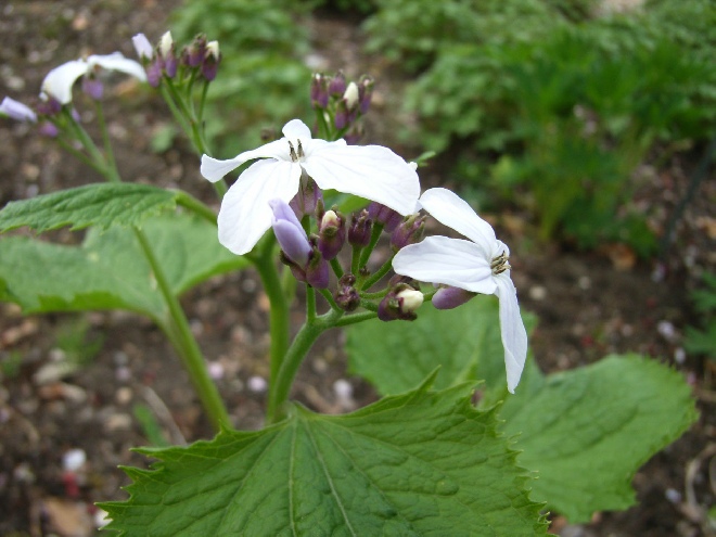 Lunaria rediviva Judaspenning