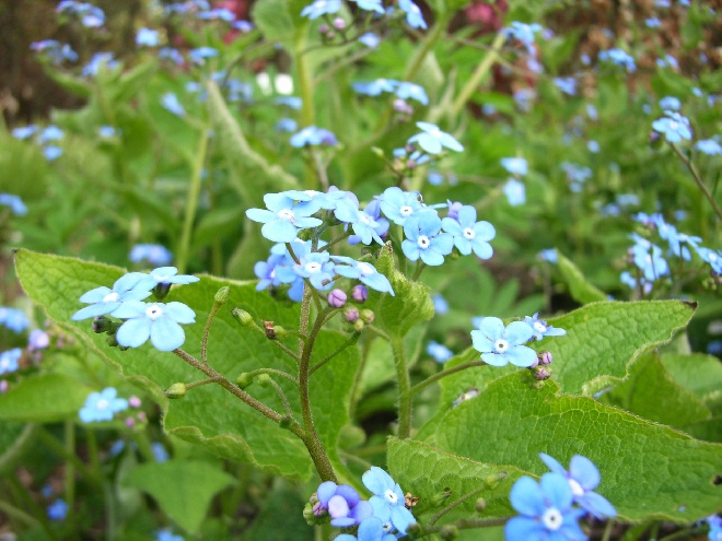 Brunnera macrophylla Kaukasisch vergeet-me-nietje